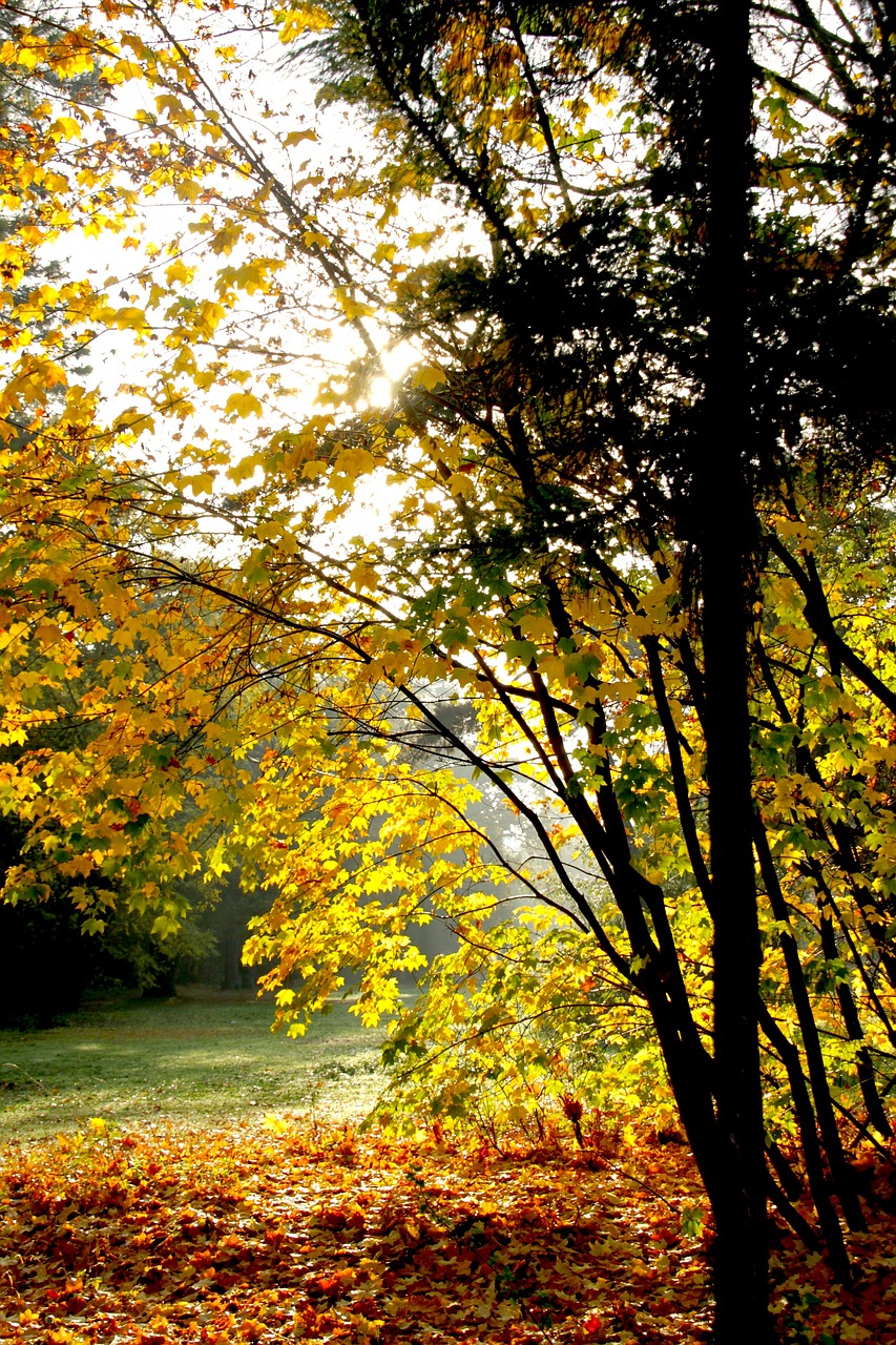 fall leaves dead leaf free photo