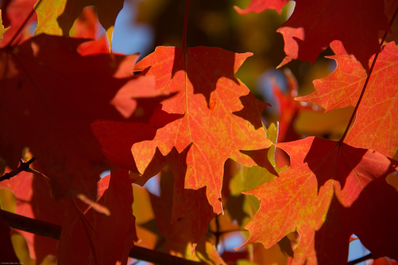 fall autumn leaves free photo