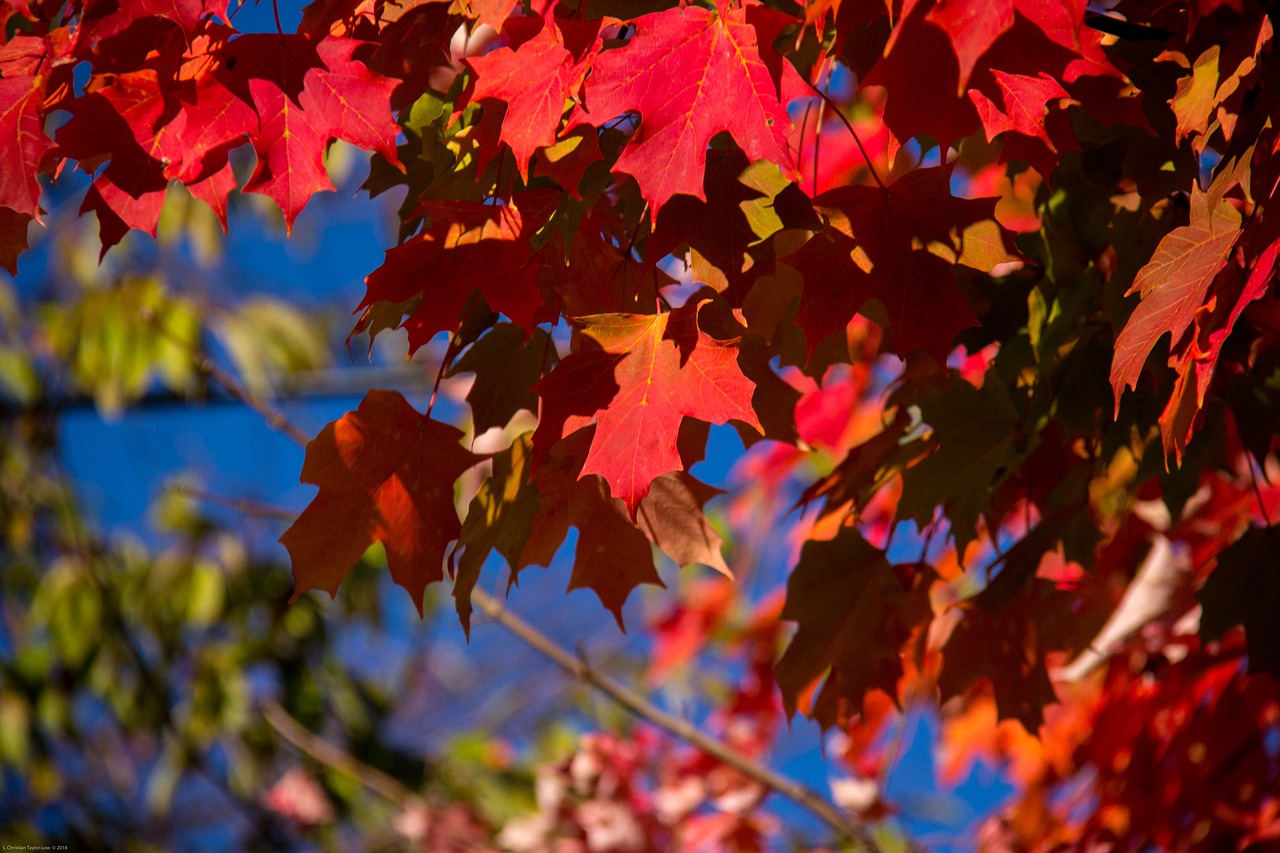 fall autumn leaves free photo