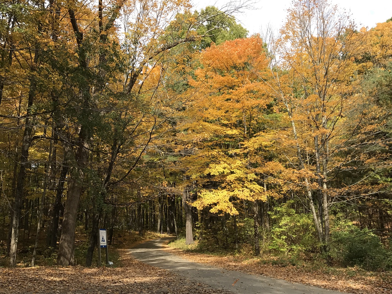 fall trees golden free photo