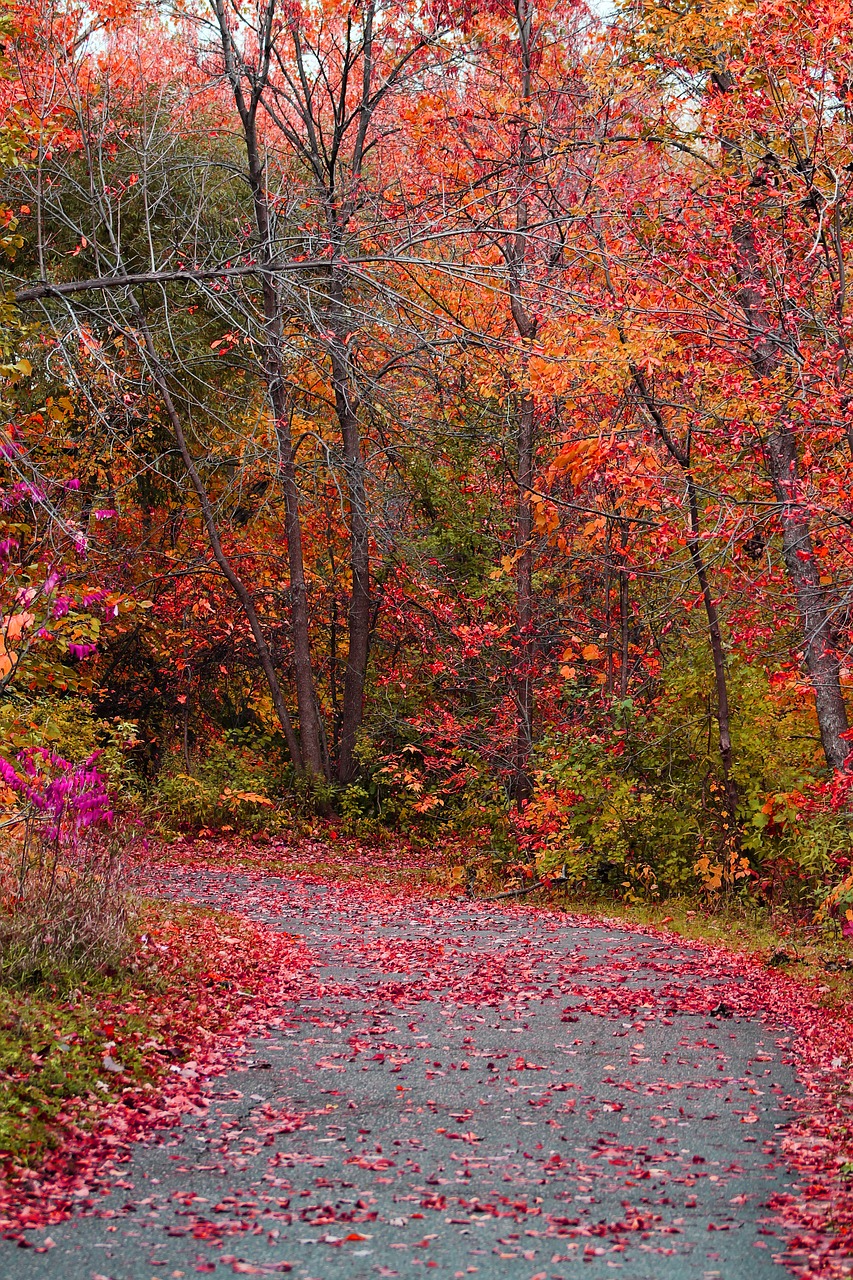 fall nature autumn free photo