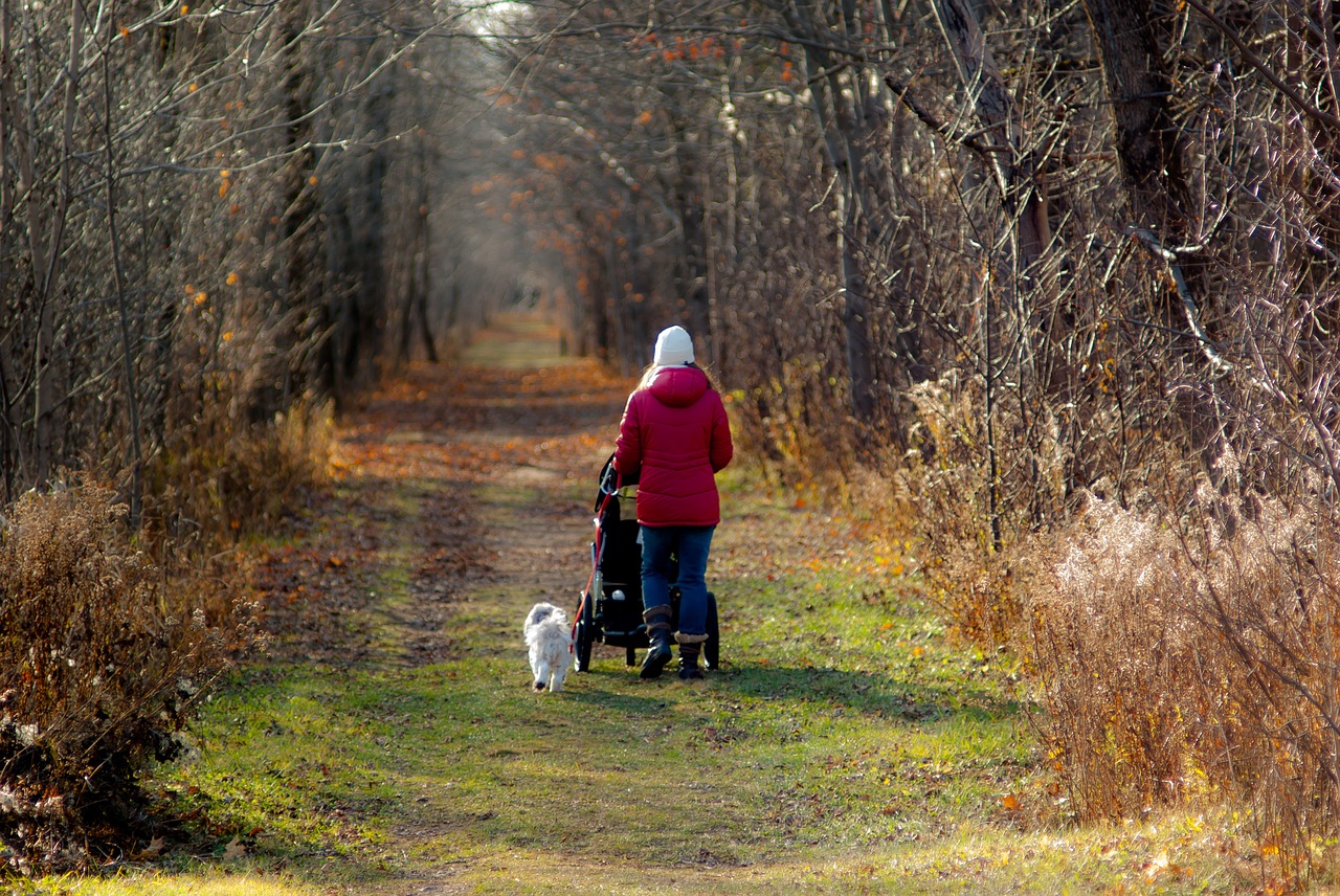 fall nature dog free photo