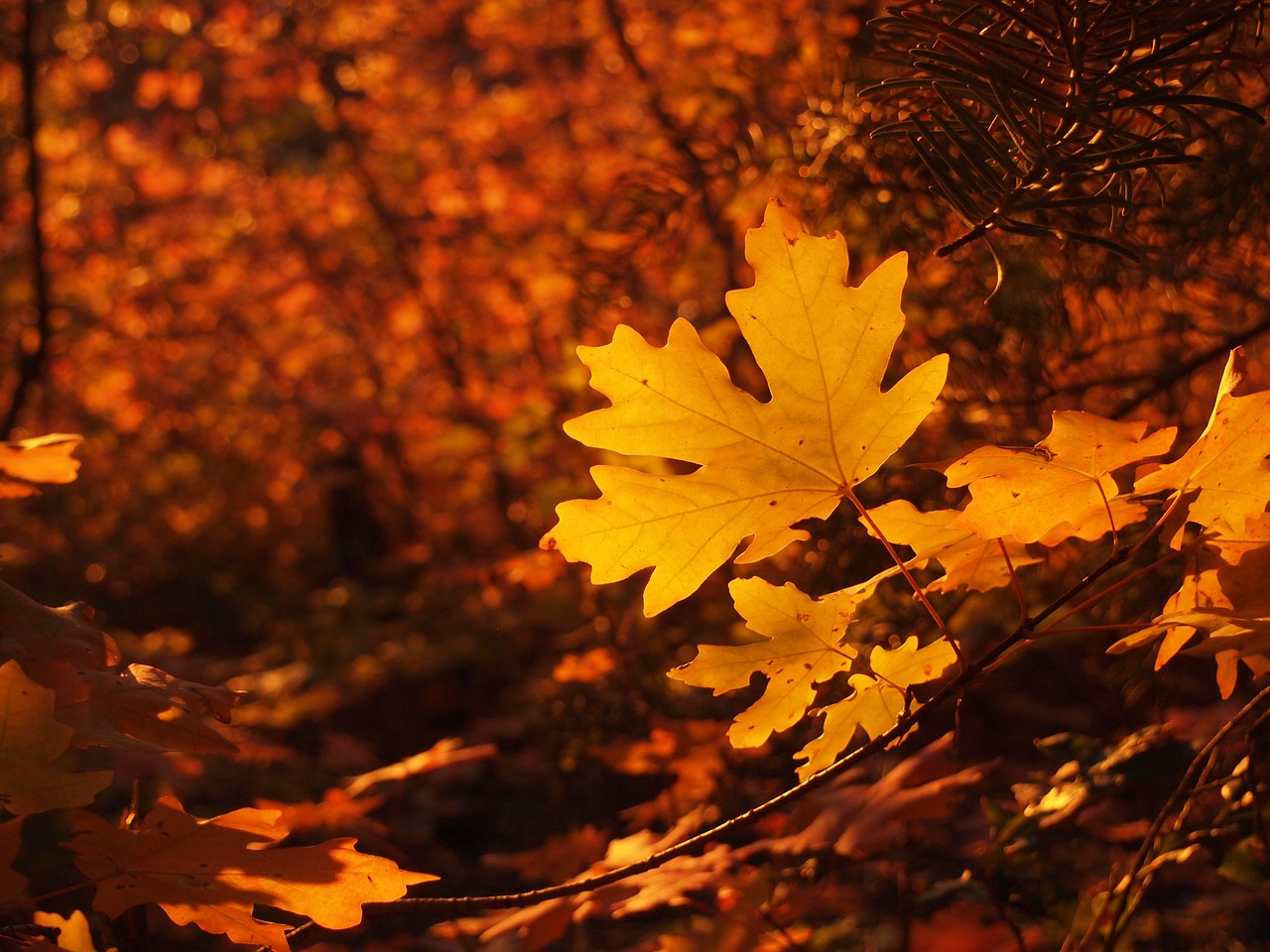 fall colors golden autumn free photo