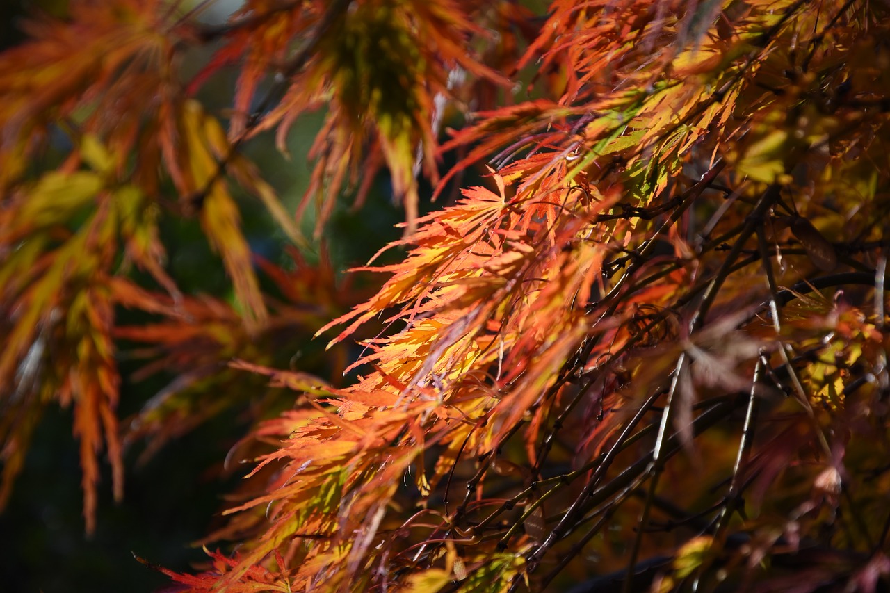 fall autumn leaf red leaf free photo