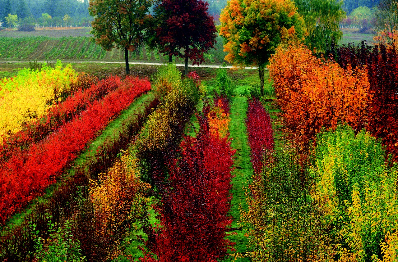 fall oregon flowers free photo