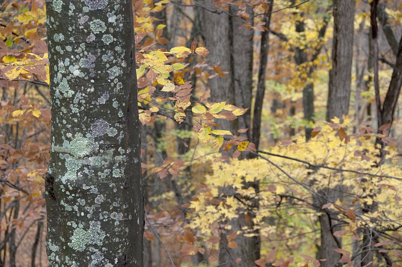fall forest seasonal free photo