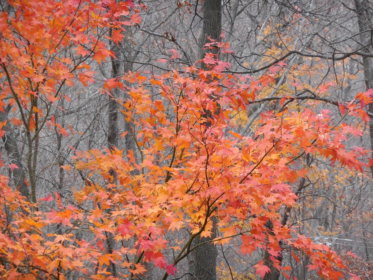 fall trees leaves free photo
