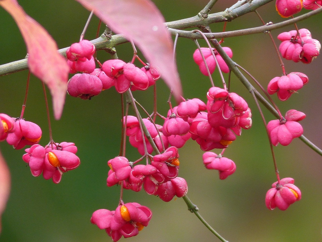 fall flowers nature free photo