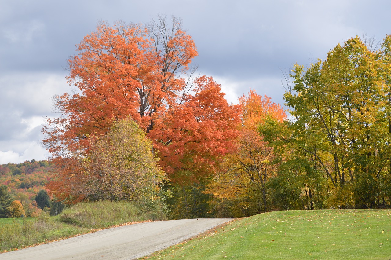 fall foliage back road free photo