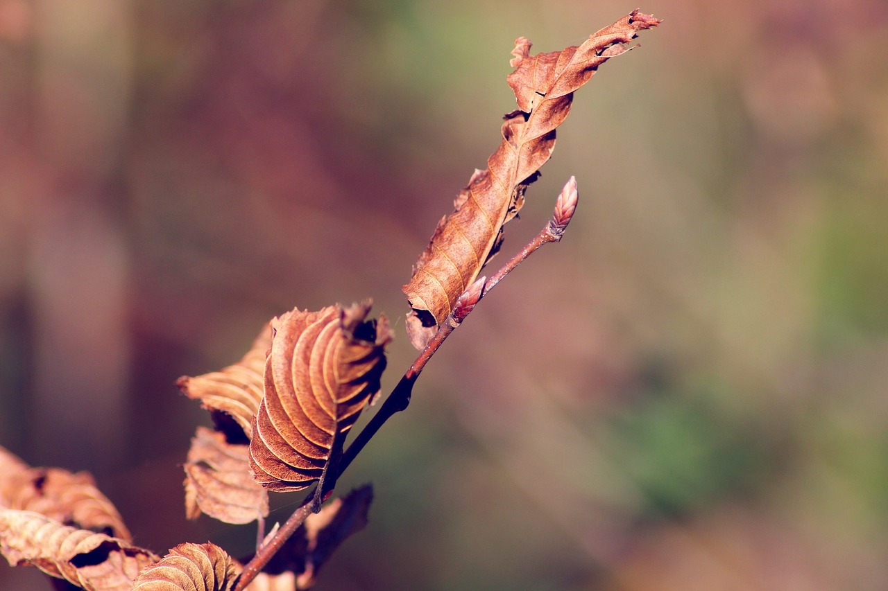 fall leaves tree leaf free photo