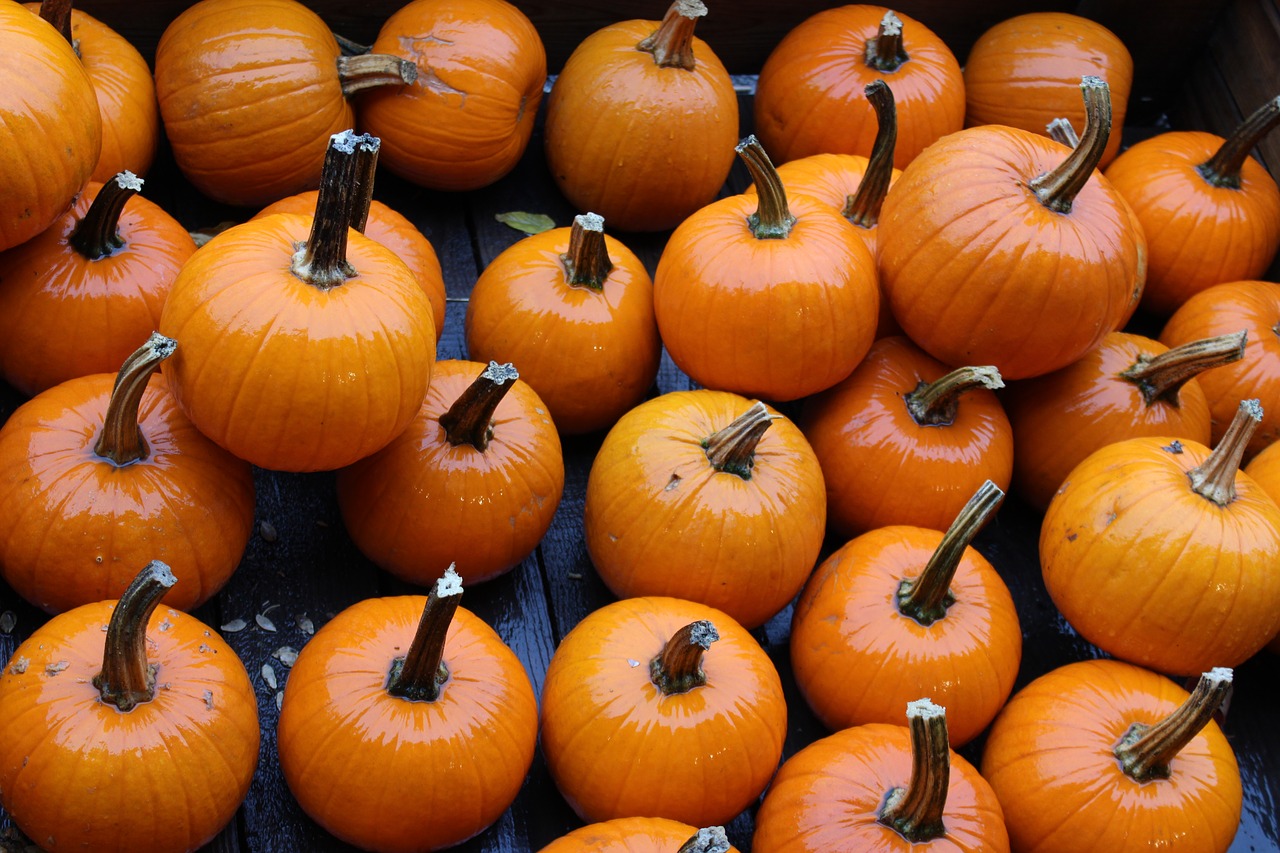 fall pumpkin harvest free photo