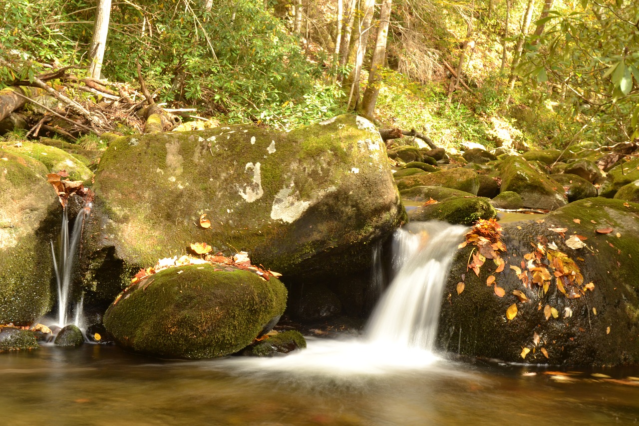 fall stream leaves free photo