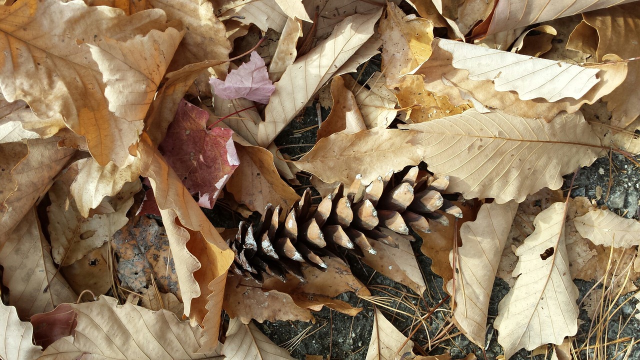fall pinecone leaves free photo