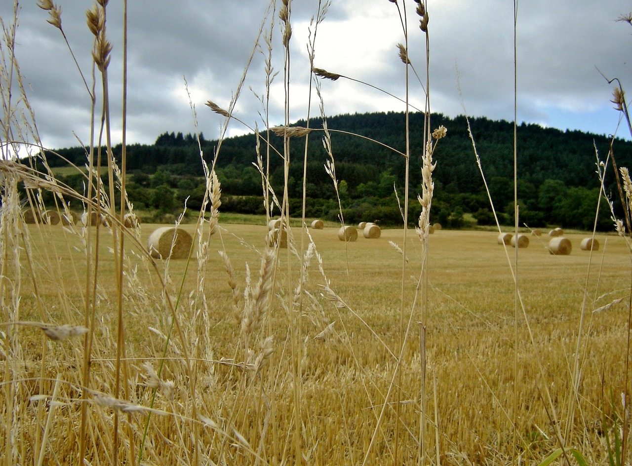 fall field landscape free photo