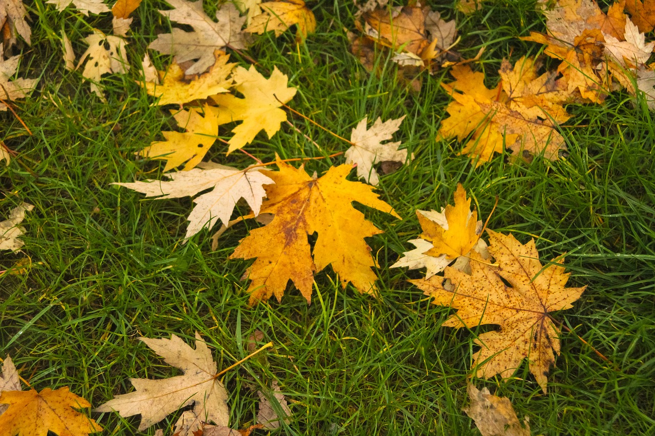 fall leaves brown free photo