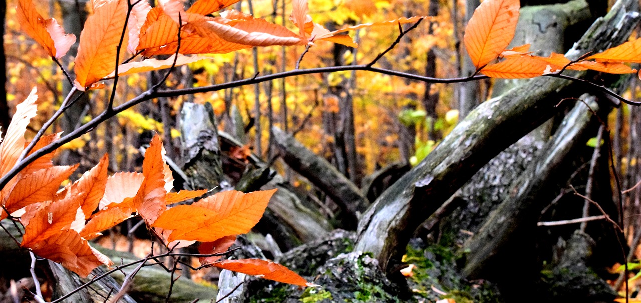 fall leaves autumn free photo