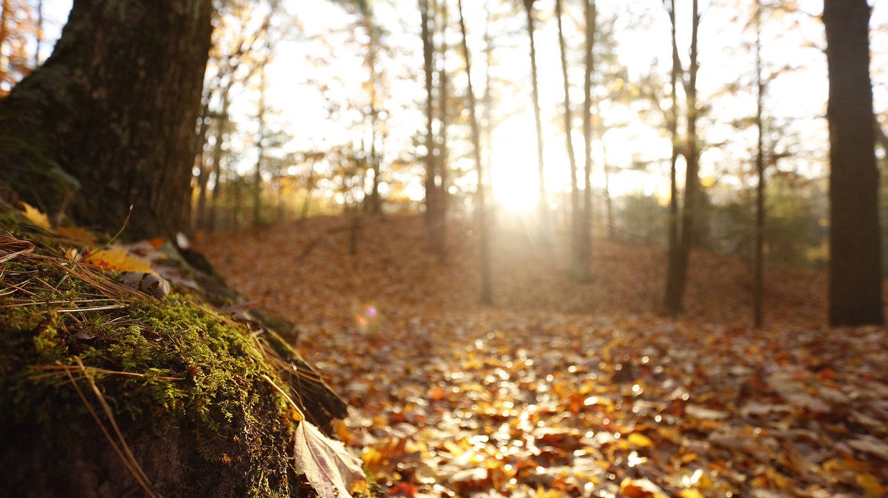 fall dunes moss free photo