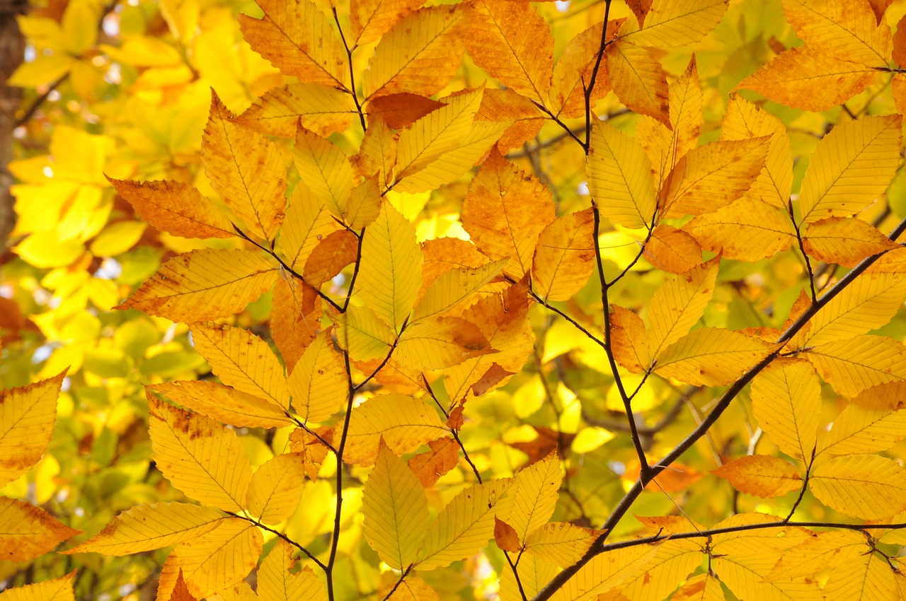 fall autumn leaves free photo