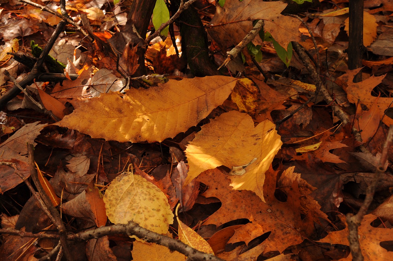 fall autumn leaves free photo