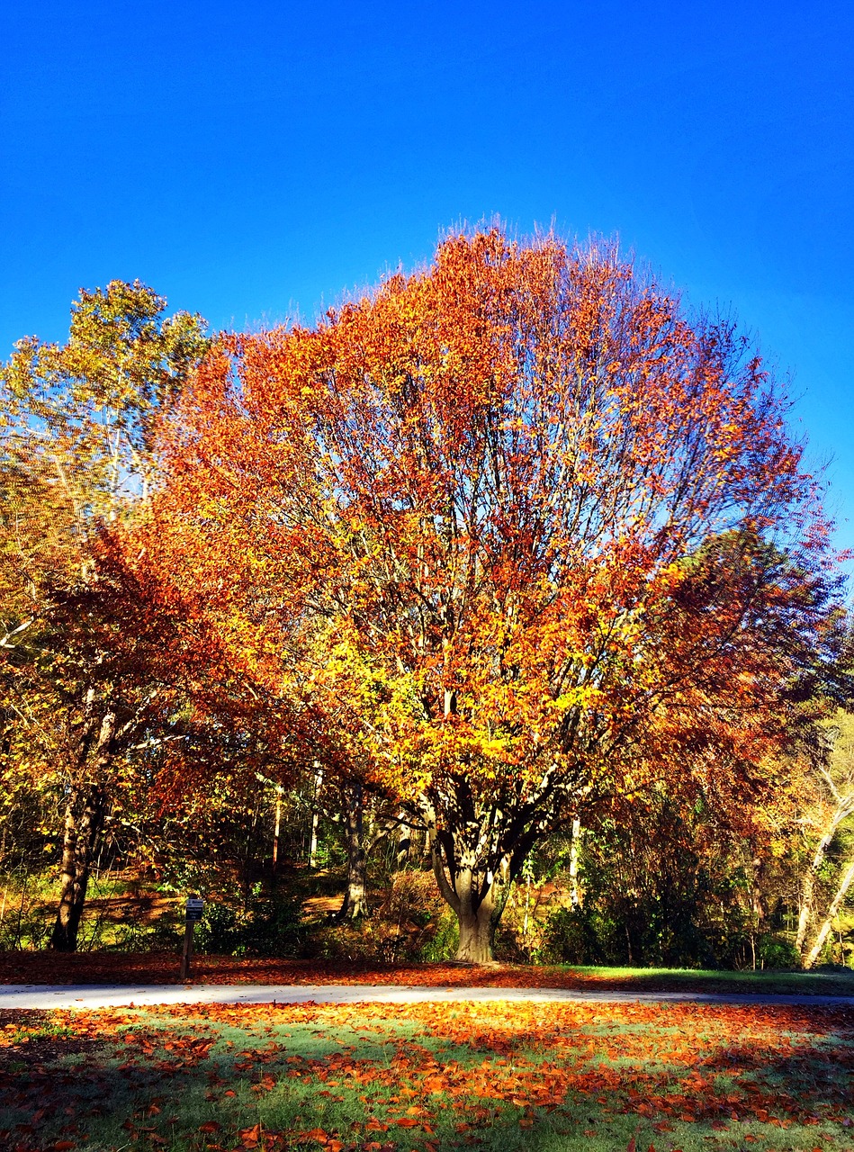 fall tree park free photo