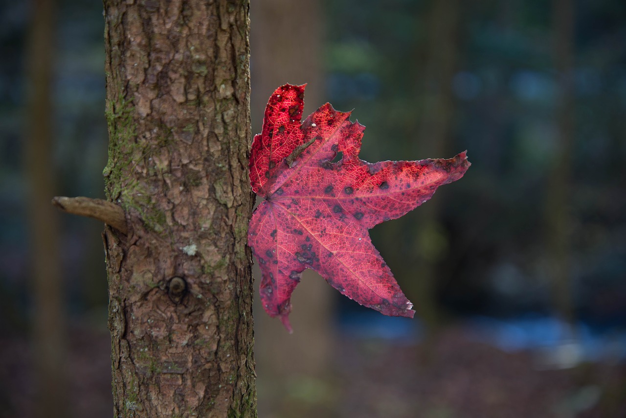 fall leaf maple free photo