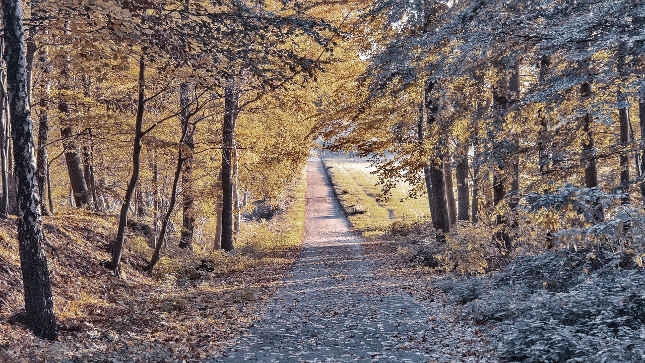 fall road empty free photo