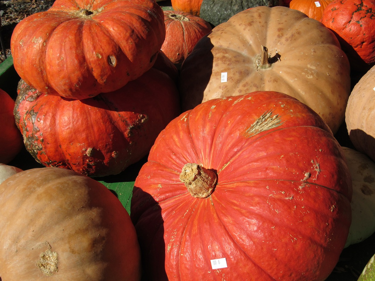 fall pumpkins halloween free photo