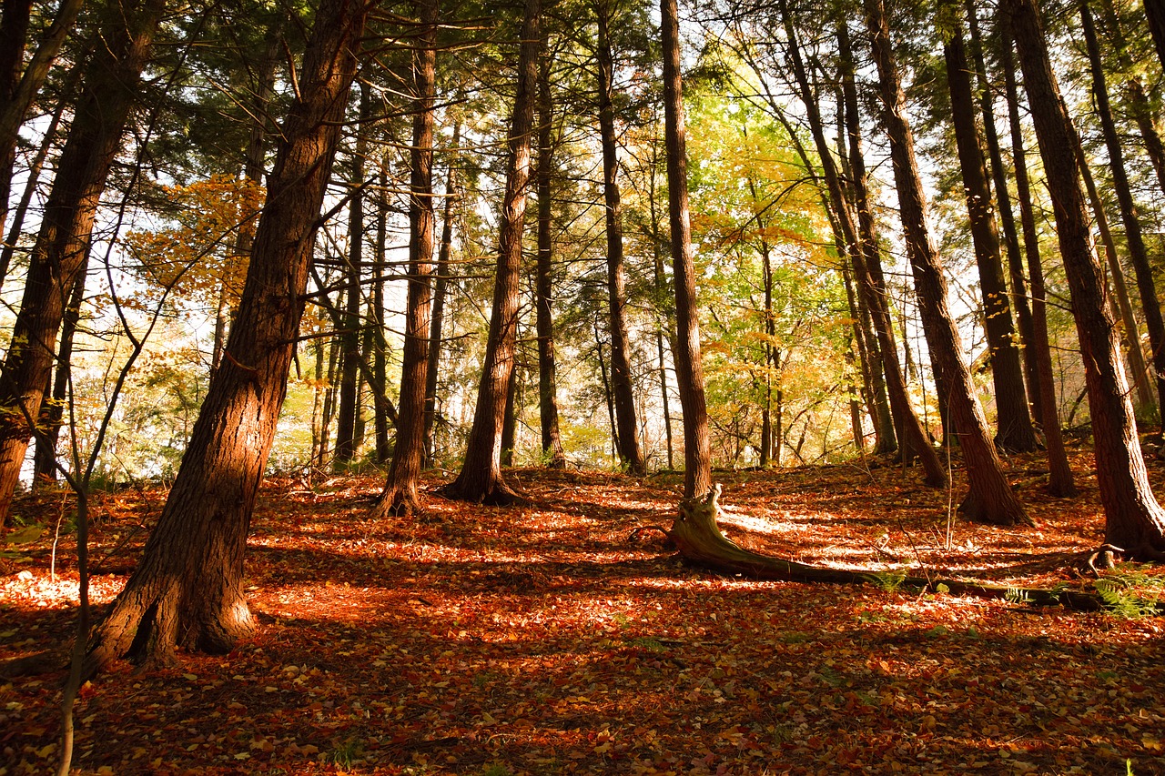 fall autumn colors free photo