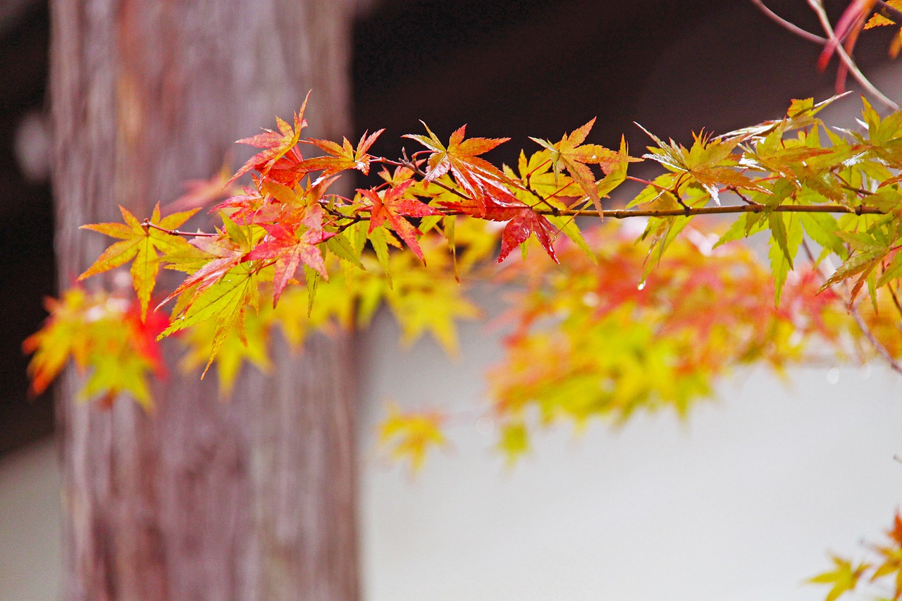 fall autumn foliage japanese maple free photo
