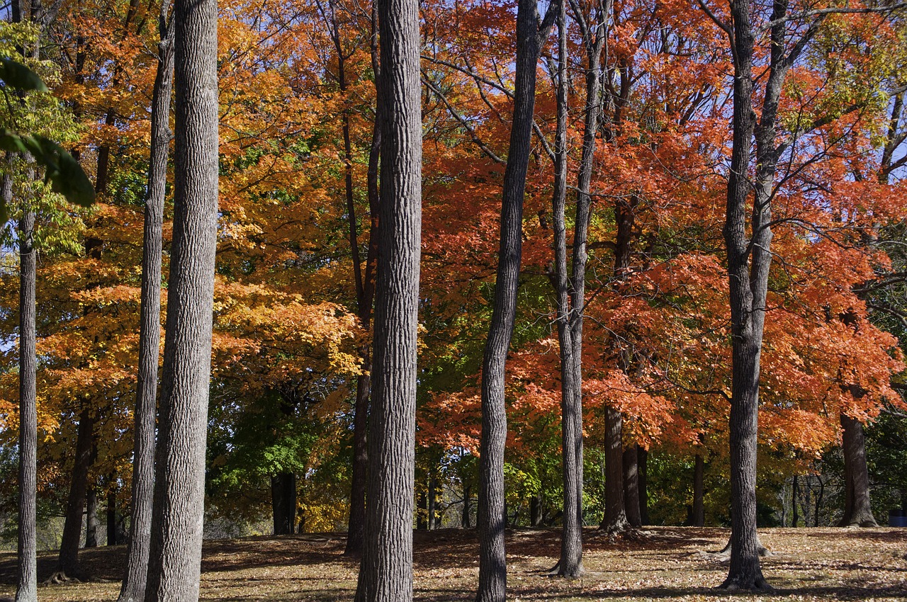 fall foliage trees free photo