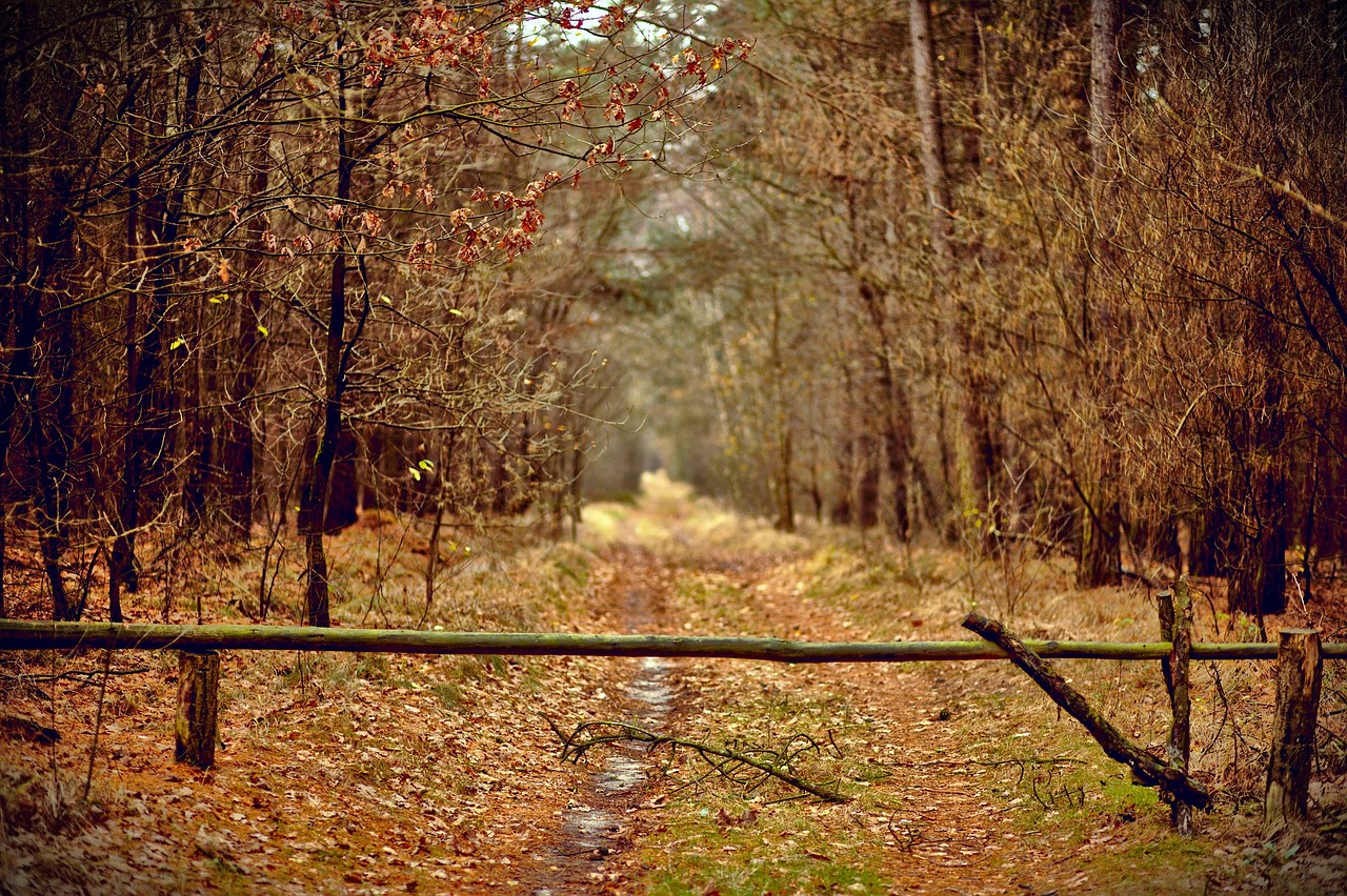 fall autumn trees free photo