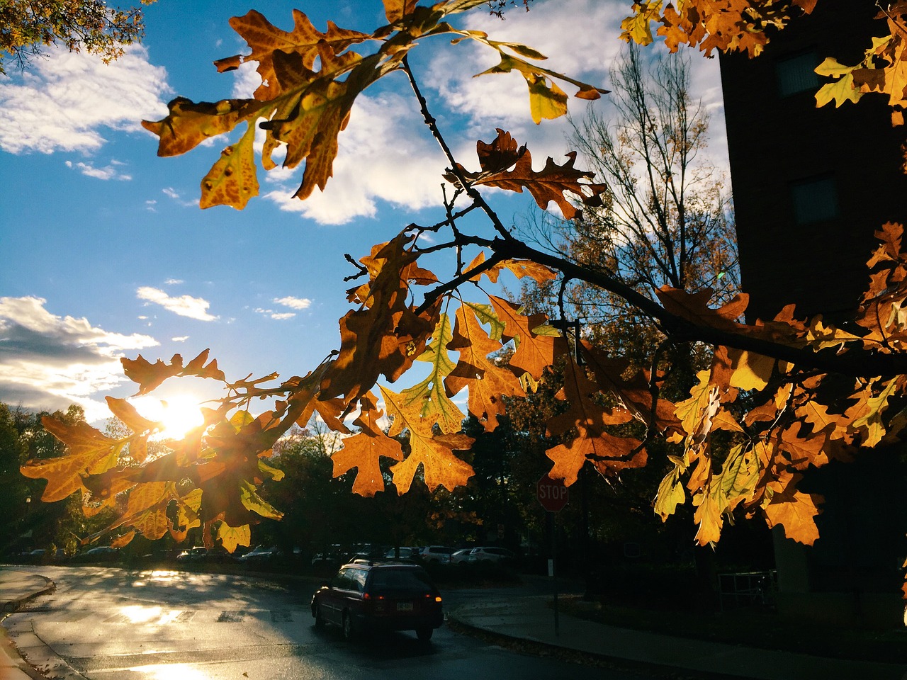 fall autumn sunshine free photo