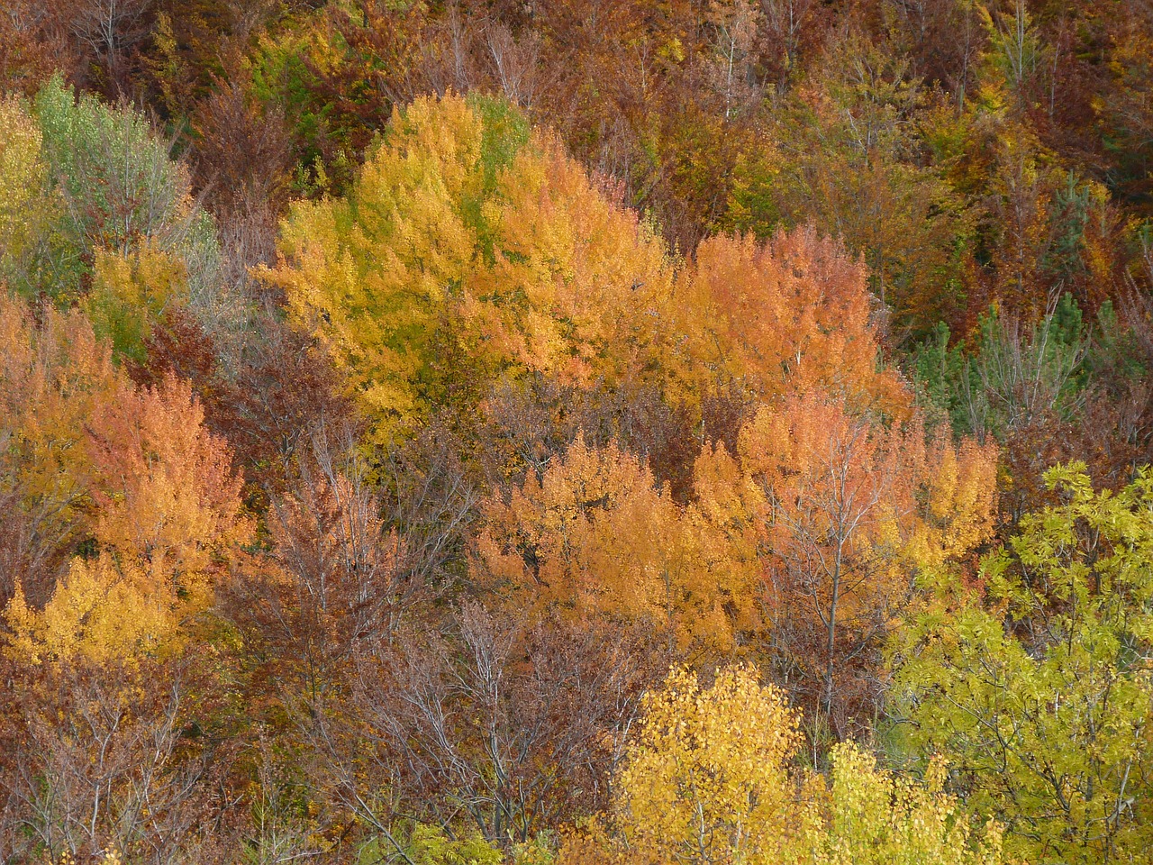 fall foliage nature free photo