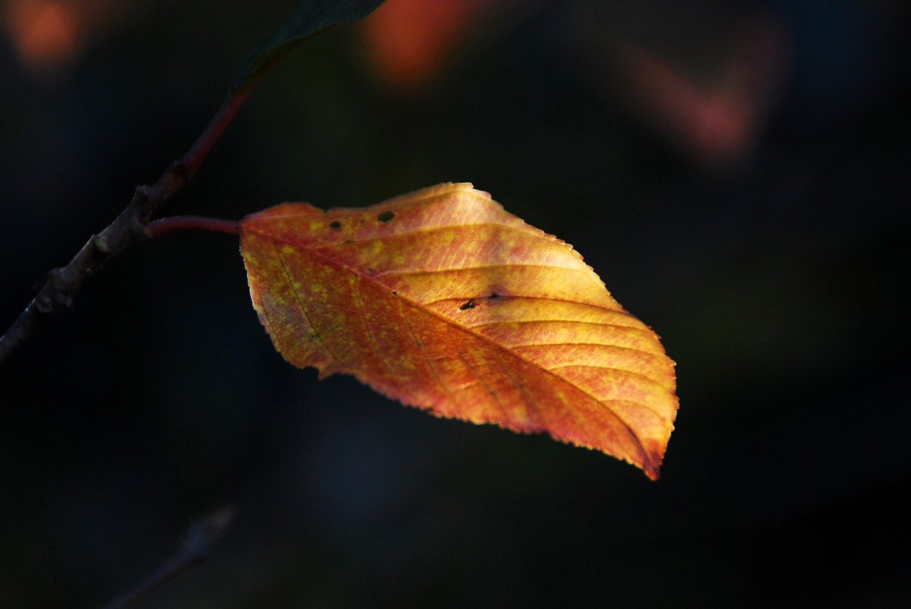 fall leaf autumn free photo