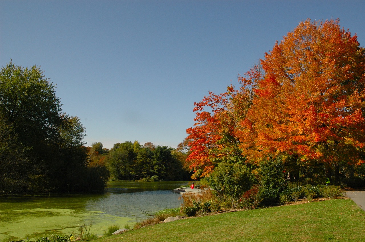 fall autumn golden autumn free photo