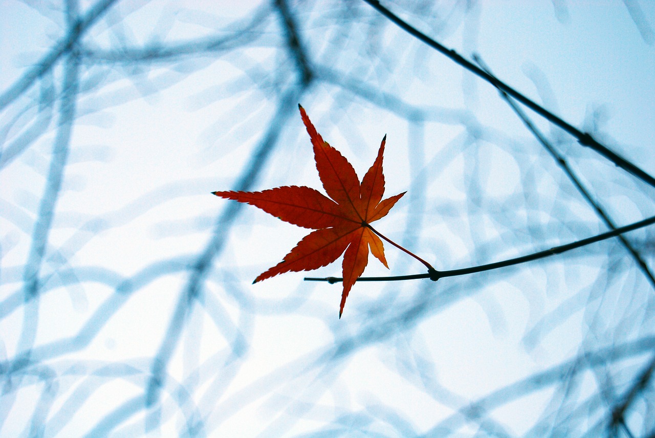 fall leaf autumn free photo