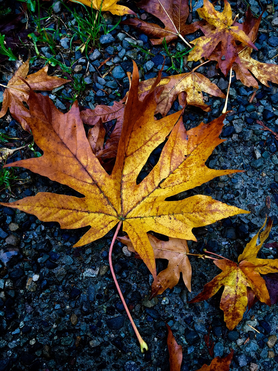 fall autumn leaves free photo