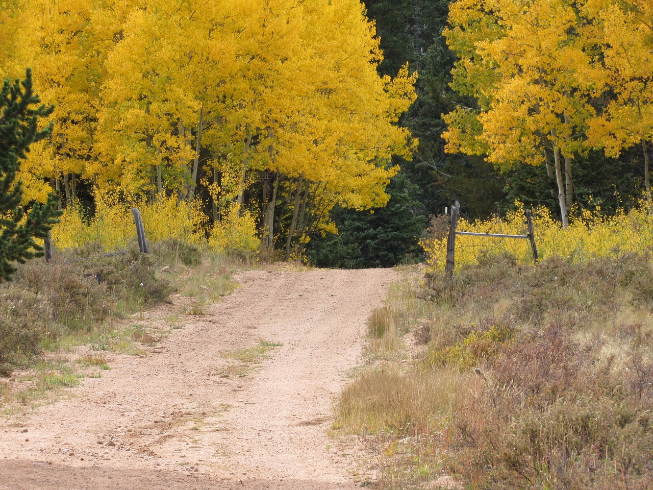 fall yellow road free photo