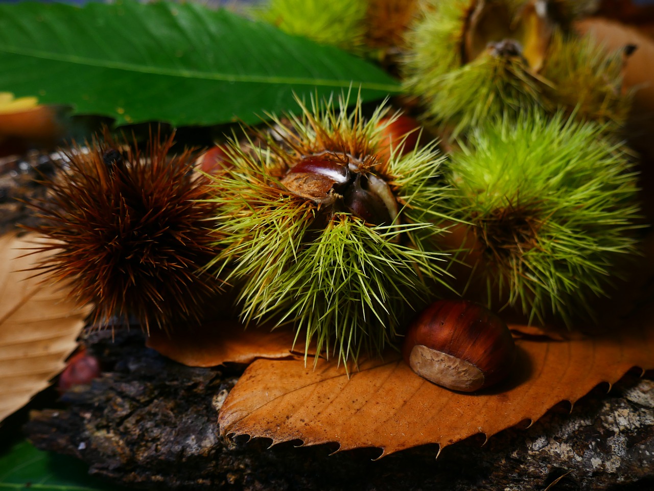 fall chestnut season free photo