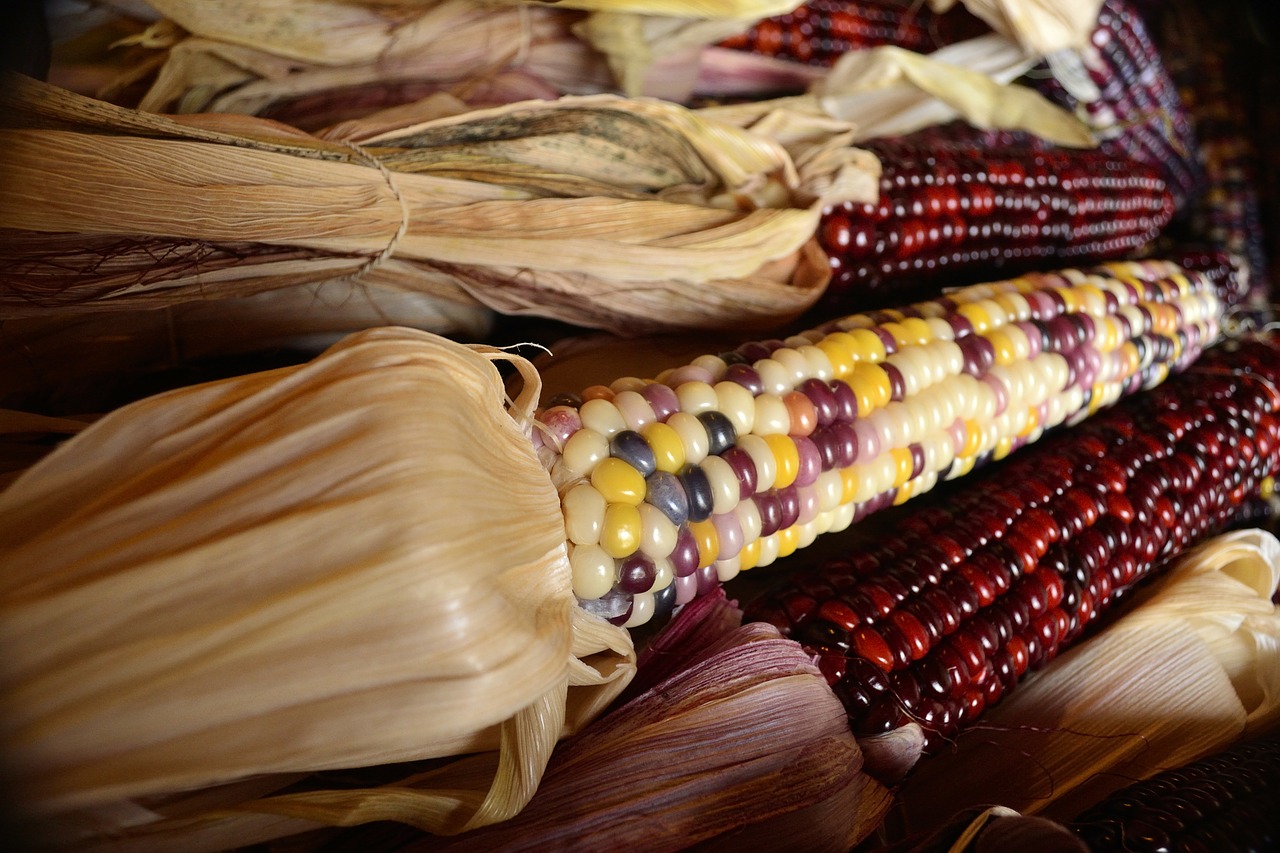 fall harvest indian corn free photo