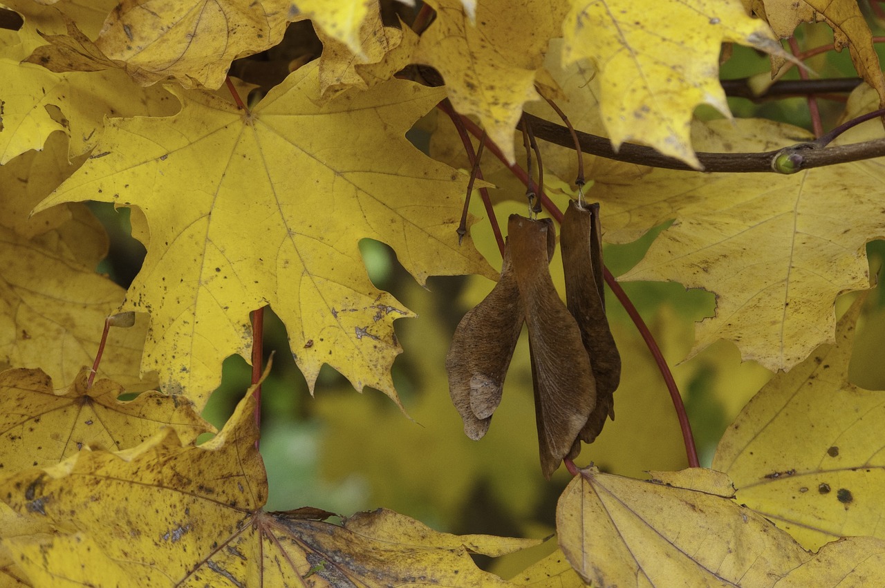 fall leaves maple free photo