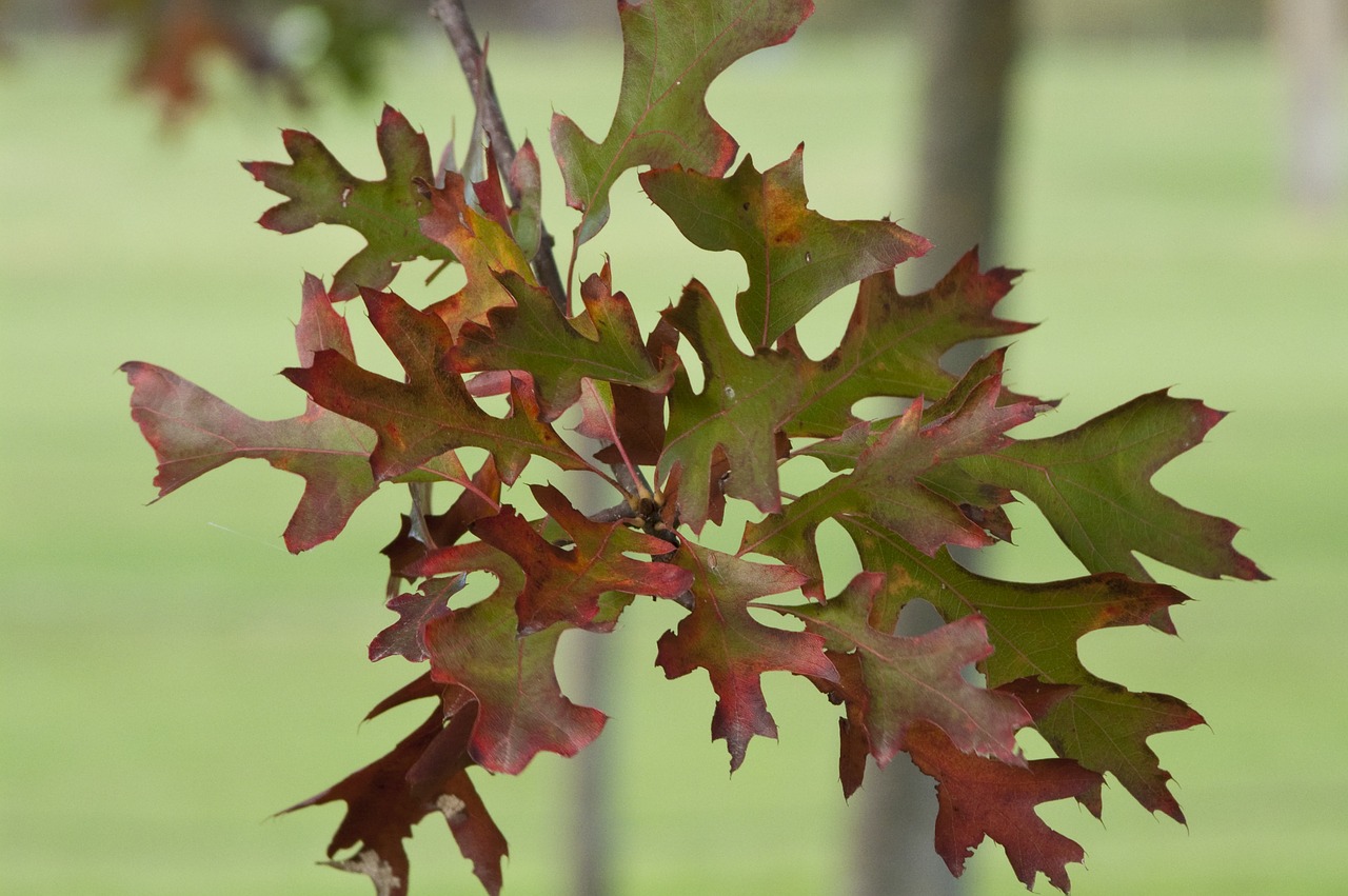 fall leaves oak free photo