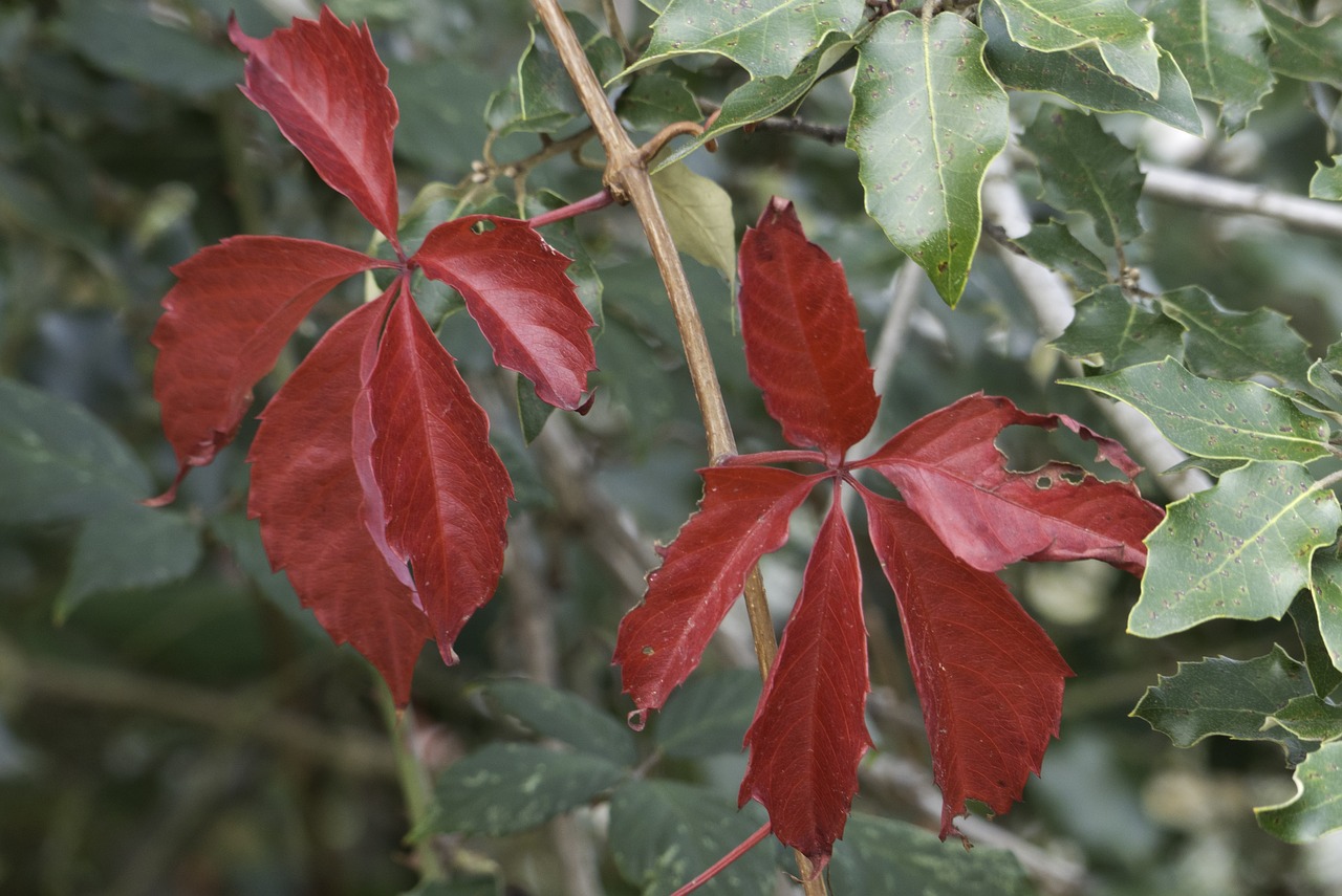 fall leaves red free photo