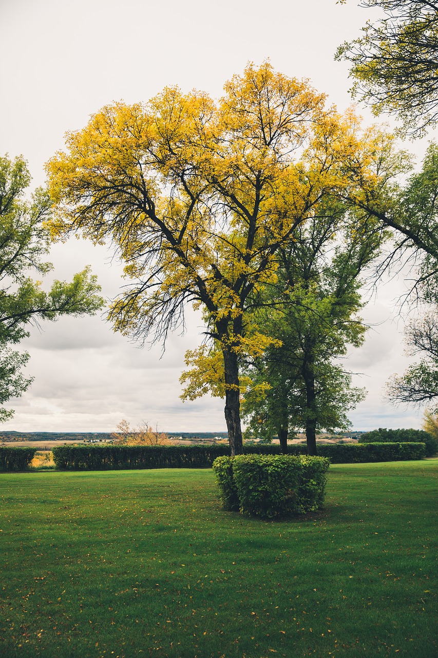 fall tree green free photo