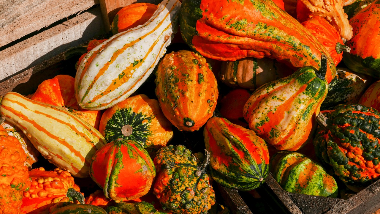 fall pumpkin autumn free photo
