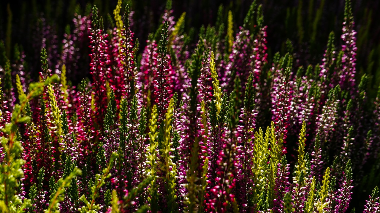 fall autumn garden free photo