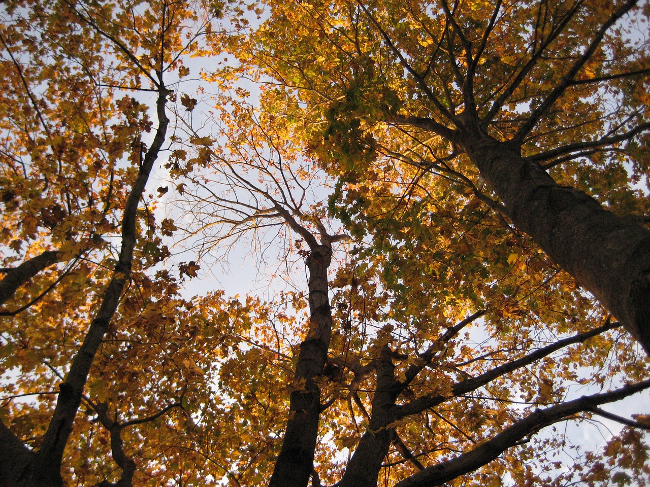 fall yellow leaves autumn free photo