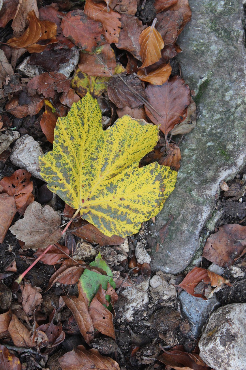 fall leaves autumn leaf free photo