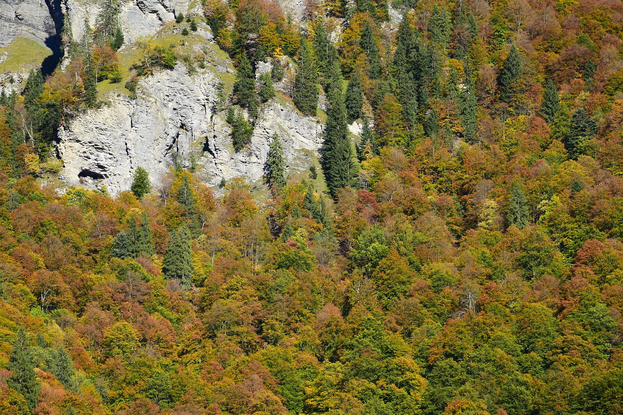 fall trees forest free photo