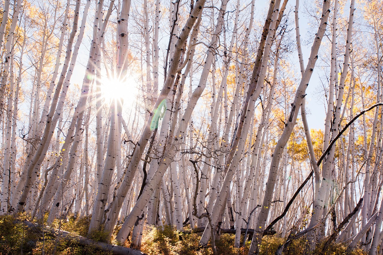 fall trees aspen free photo